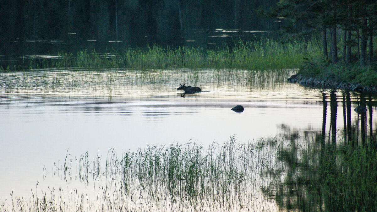 Moose bathing in a lake