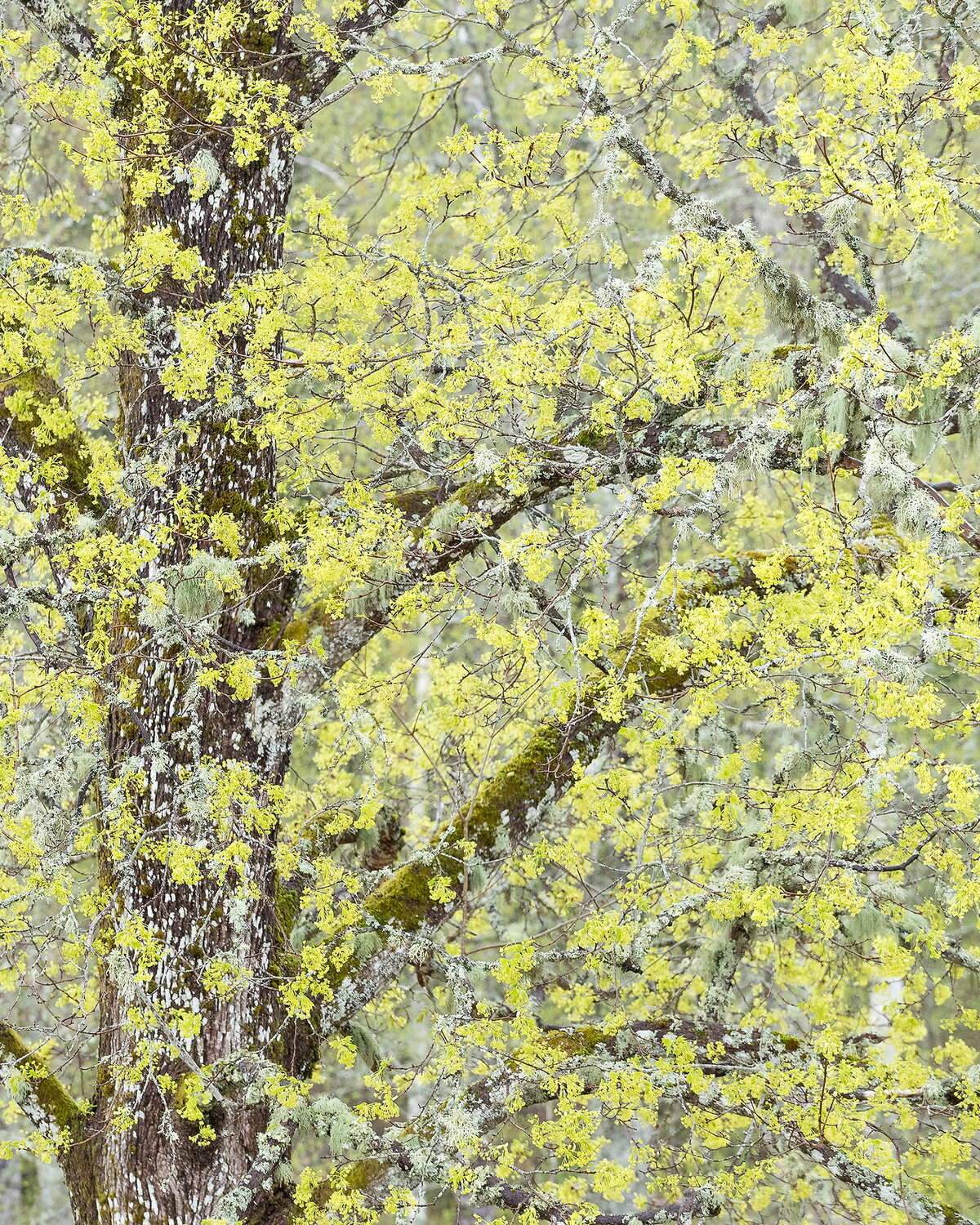 Branch with yellow green leaves